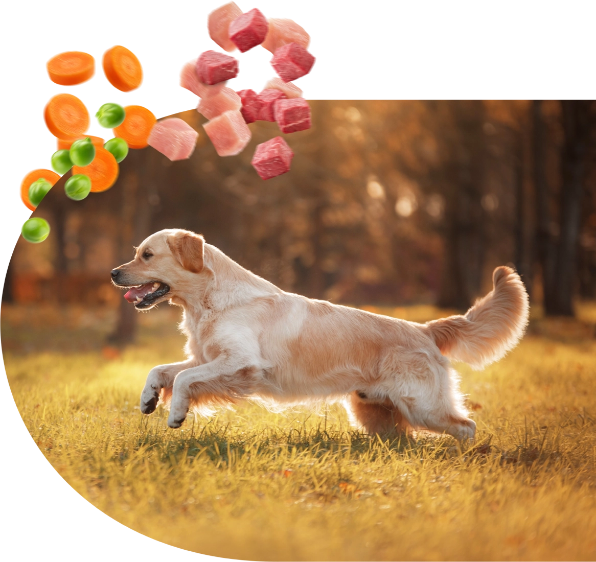 cachorro cenoura