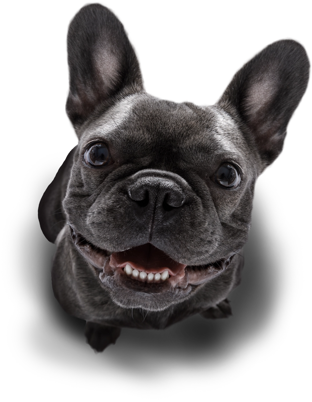 Imagem cao mobile um budog que representa a marca smilepet